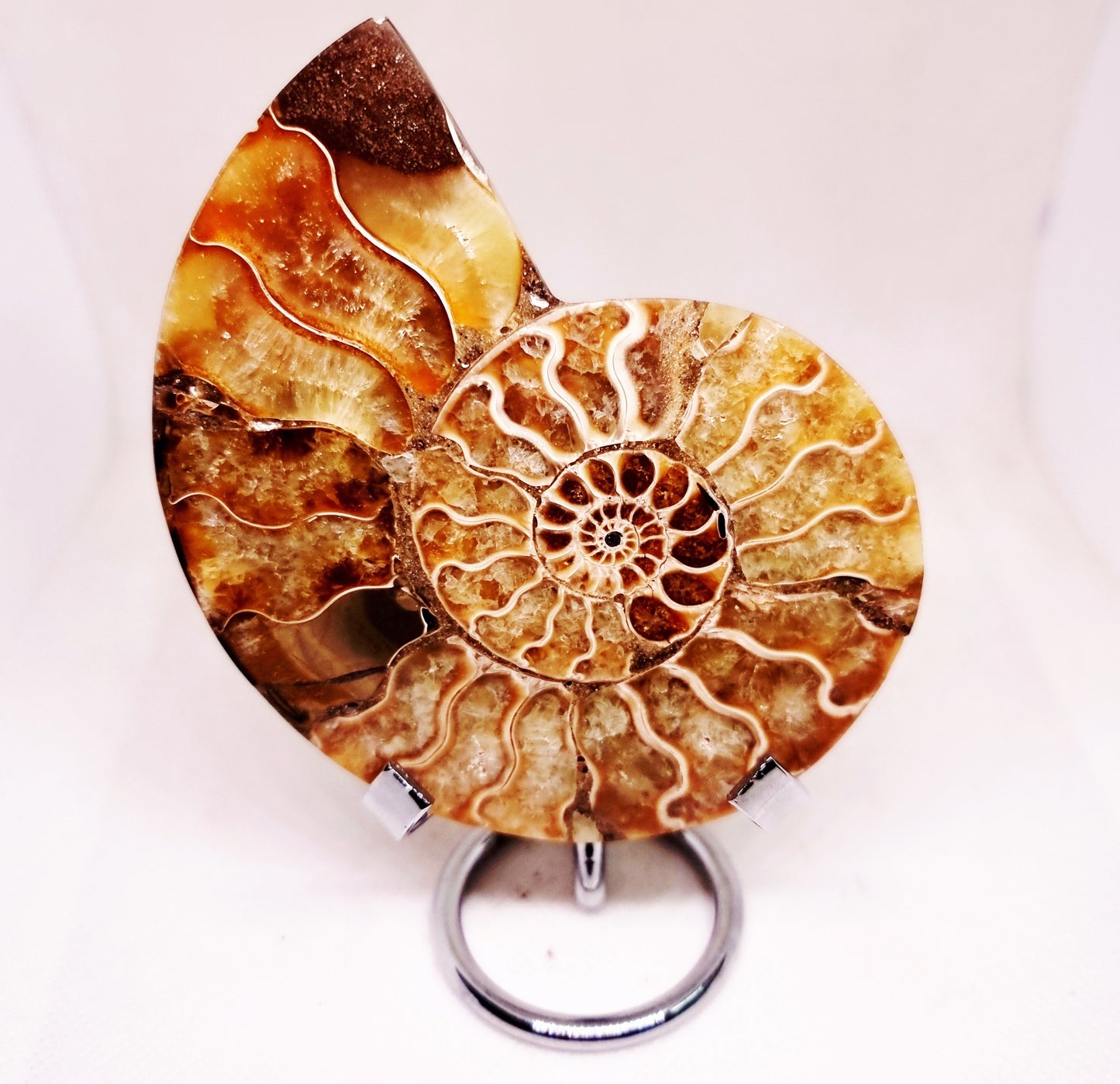 CLEONICERAS AMMONITE HALVE 142 g (A) - ANCIENT WISDOM