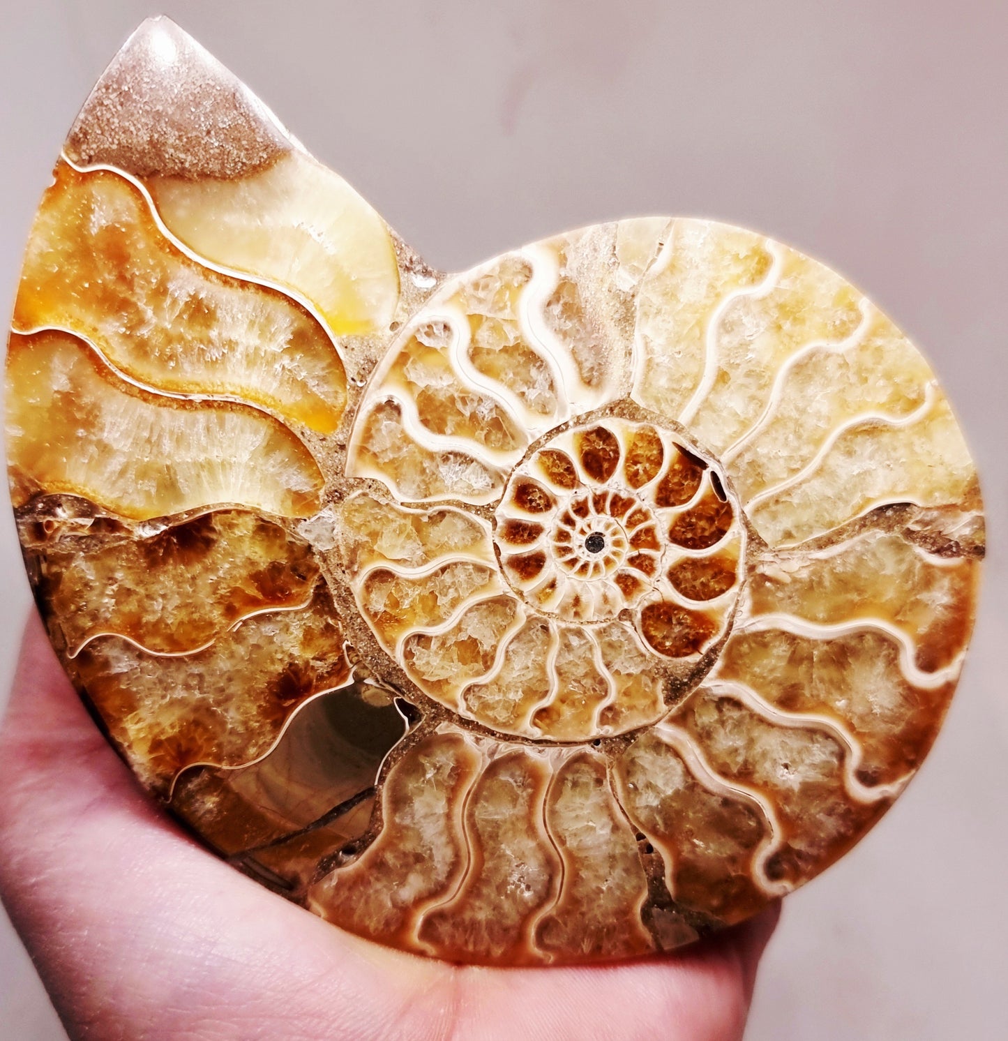 CLEONICERAS AMMONITE HALVE 142 g (A) - ANCIENT WISDOM