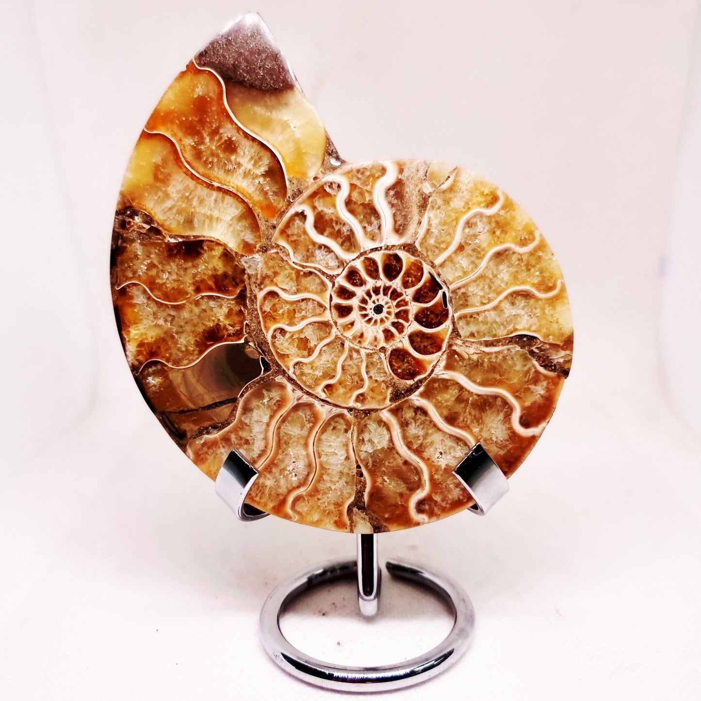CLEONICERAS AMMONITE HALVE 142 g (A) - ANCIENT WISDOM