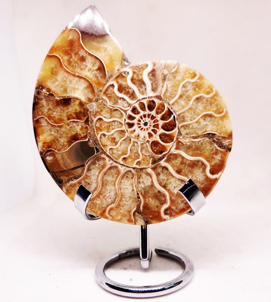 CLEONICERAS AMMONITE HALVE 142 g (A) - ANCIENT WISDOM