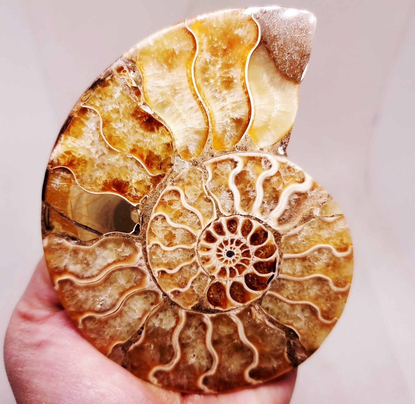 CLEONICERAS AMMONITE HALVE 142 g (A) - ANCIENT WISDOM