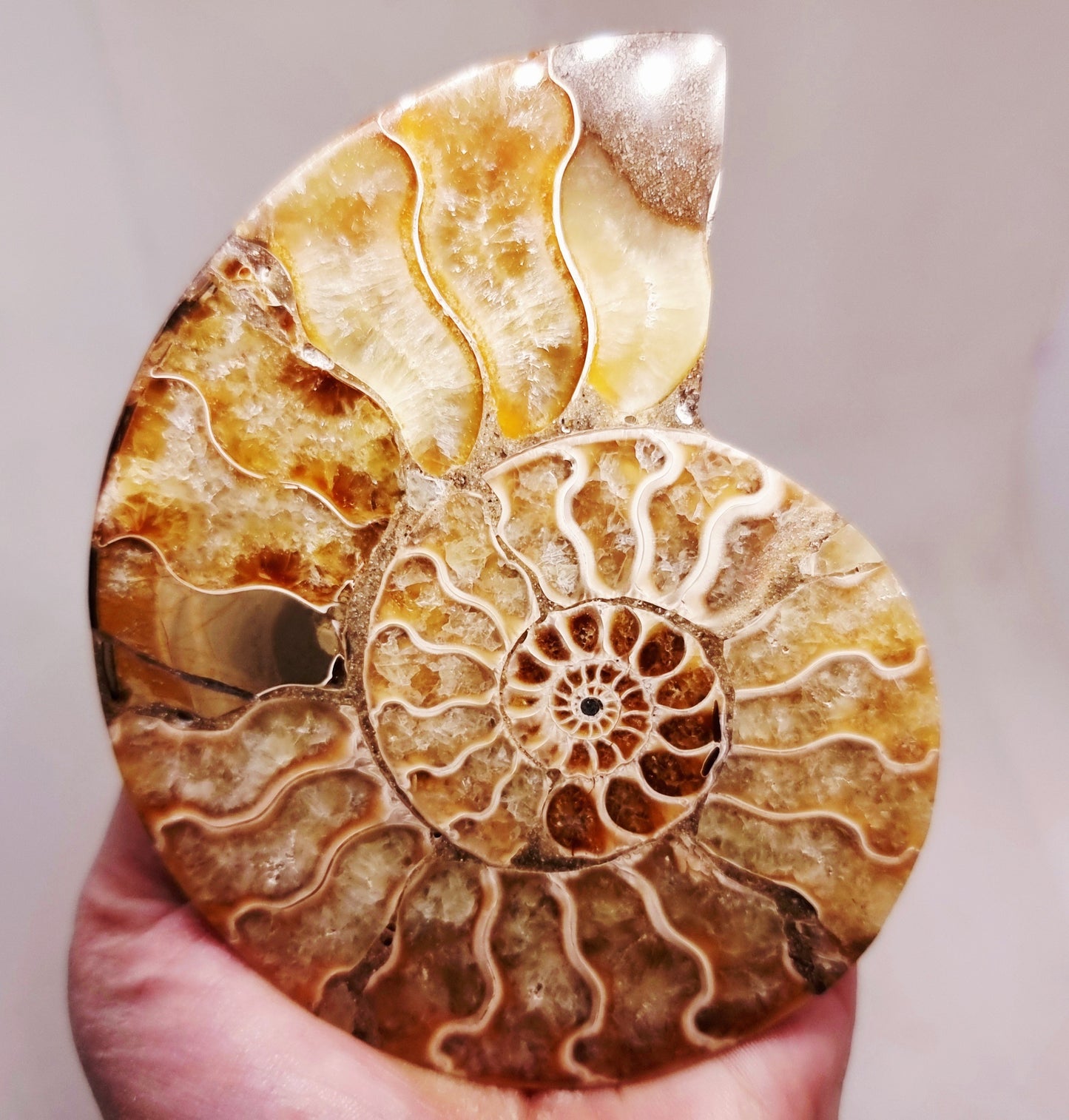 CLEONICERAS AMMONITE HALVE 142 g (A) - ANCIENT WISDOM