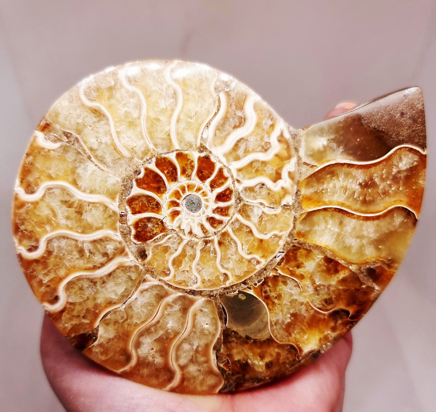 CLEONICERAS AMMONITE HALVE 142 g (B) - ANCIENT WISDOM