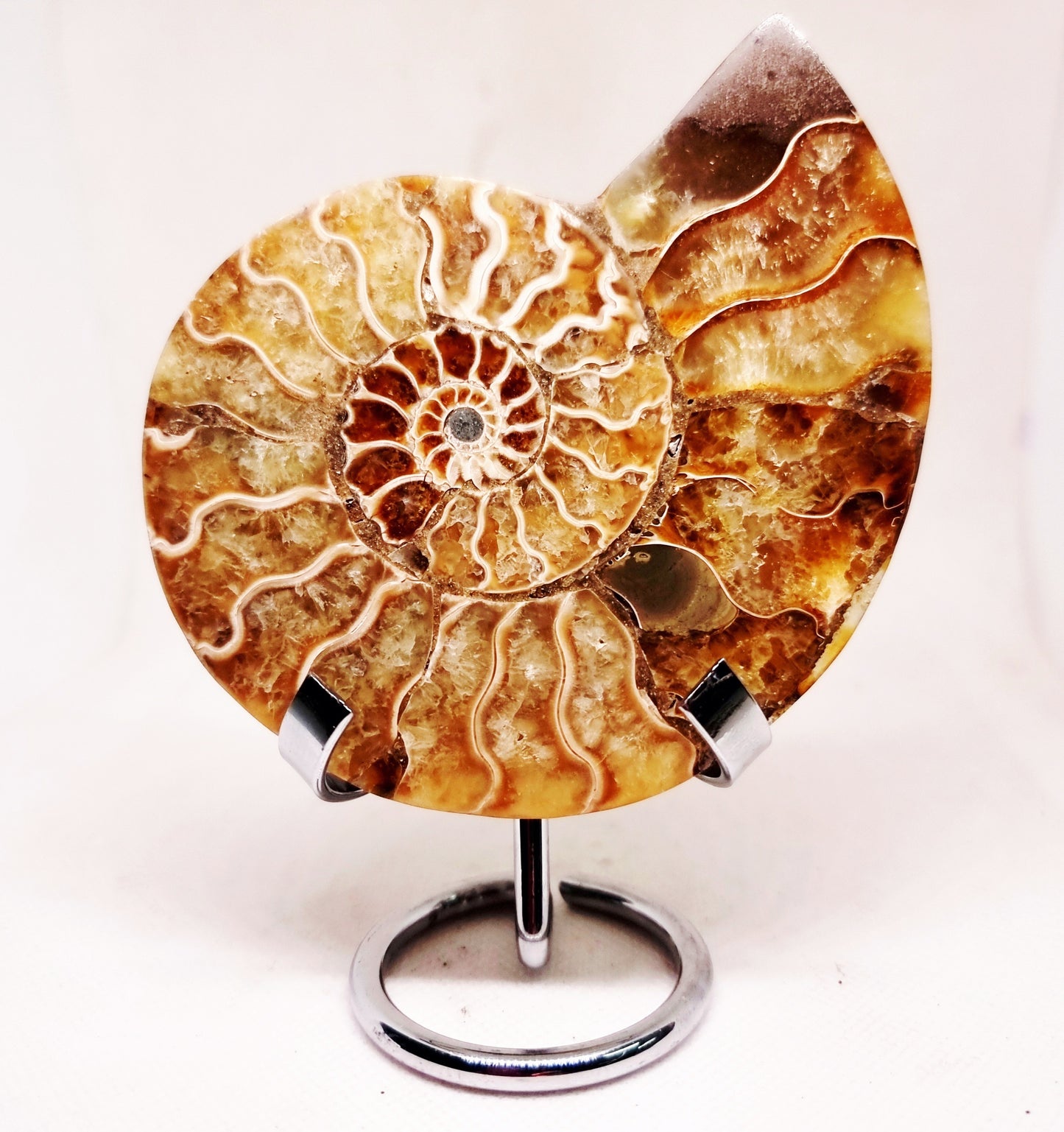CLEONICERAS AMMONITE HALVE 142 g (B) - ANCIENT WISDOM