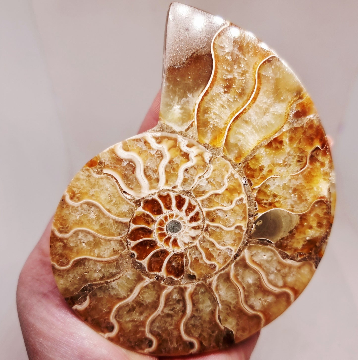 CLEONICERAS AMMONITE HALVE 142 g (B) - ANCIENT WISDOM