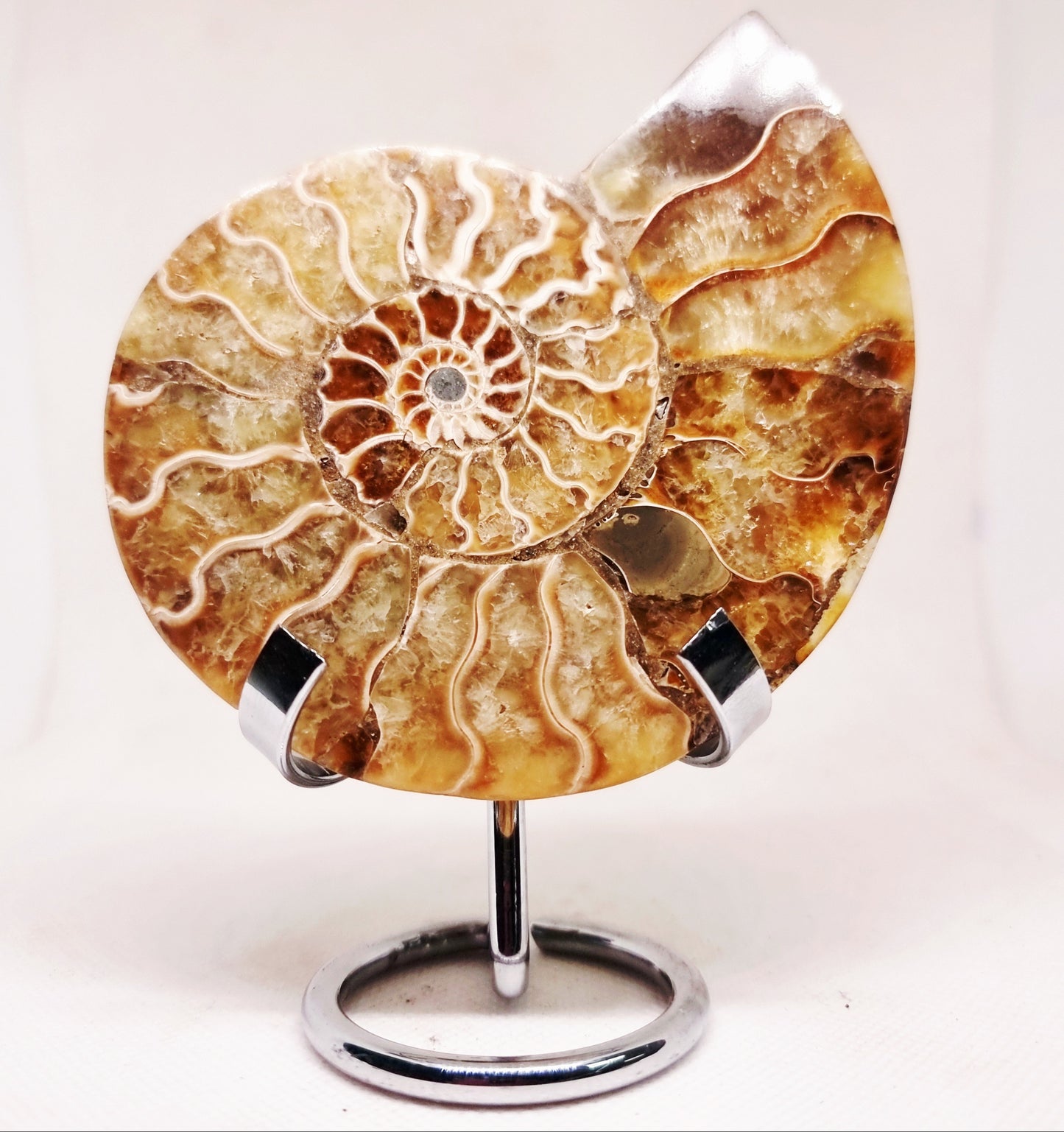 CLEONICERAS AMMONITE HALVE 142 g (B) - ANCIENT WISDOM