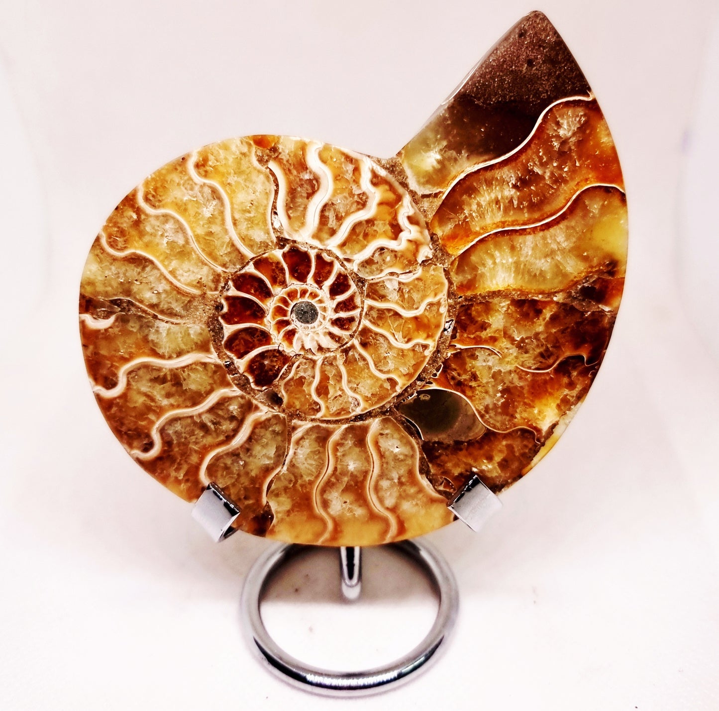 CLEONICERAS AMMONITE HALVE 142 g (B) - ANCIENT WISDOM