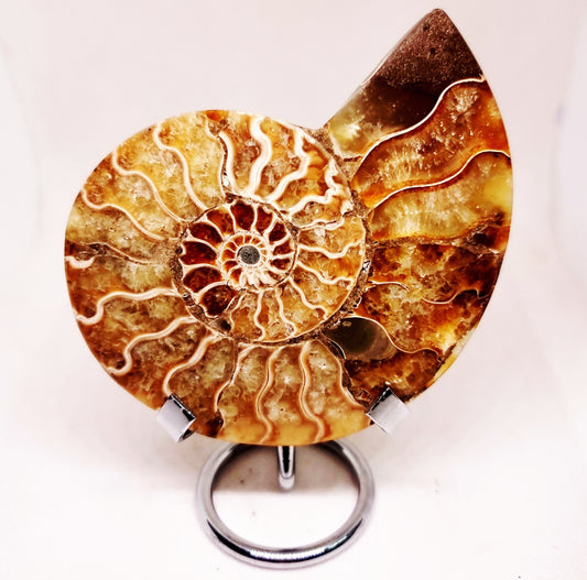 CLEONICERAS AMMONITE HALVE 142 g (B) - ANCIENT WISDOM