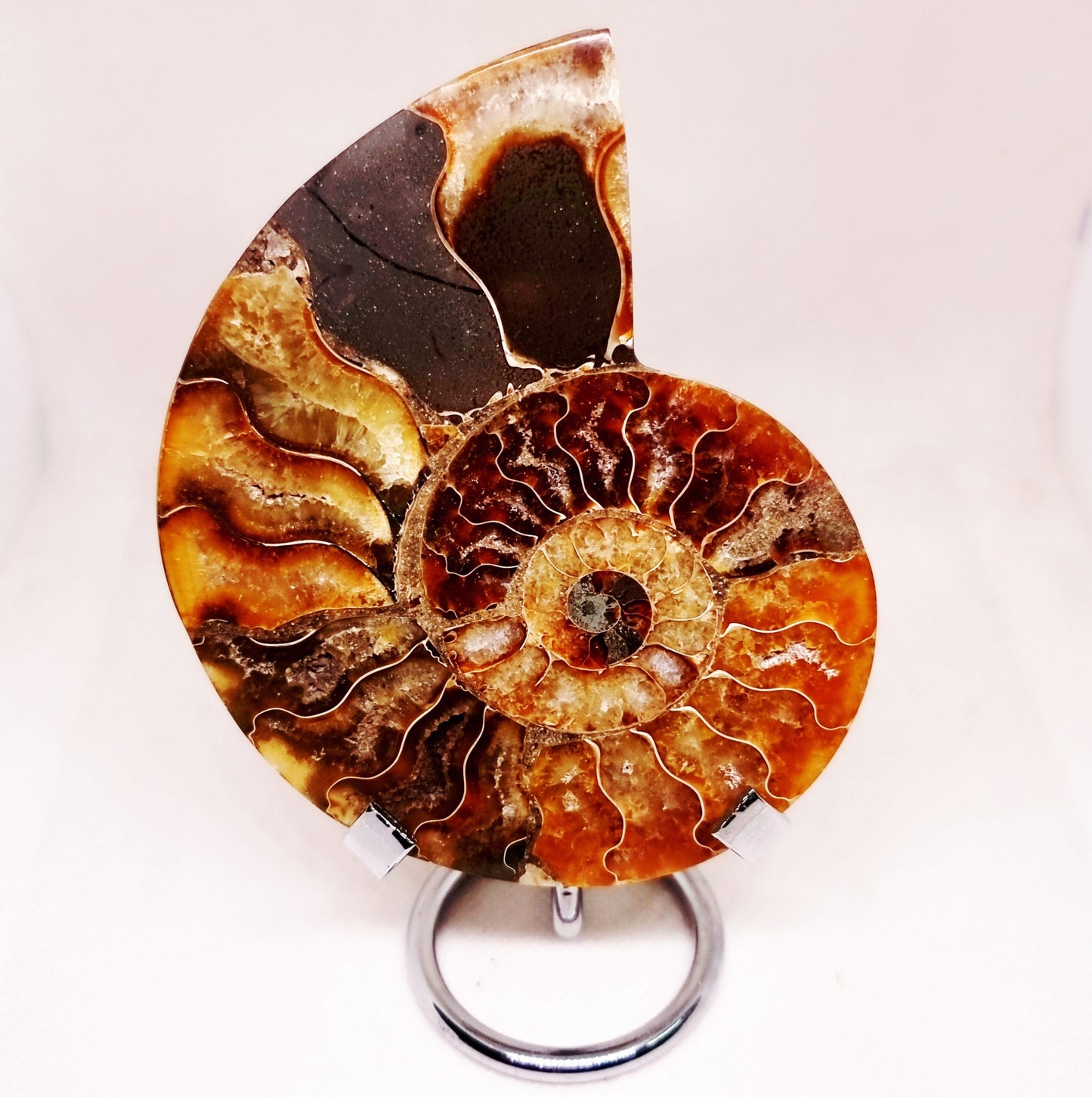 CLEONICERAS AMMONITE HALVE 132 g (A) - ANCIENT WISDOM