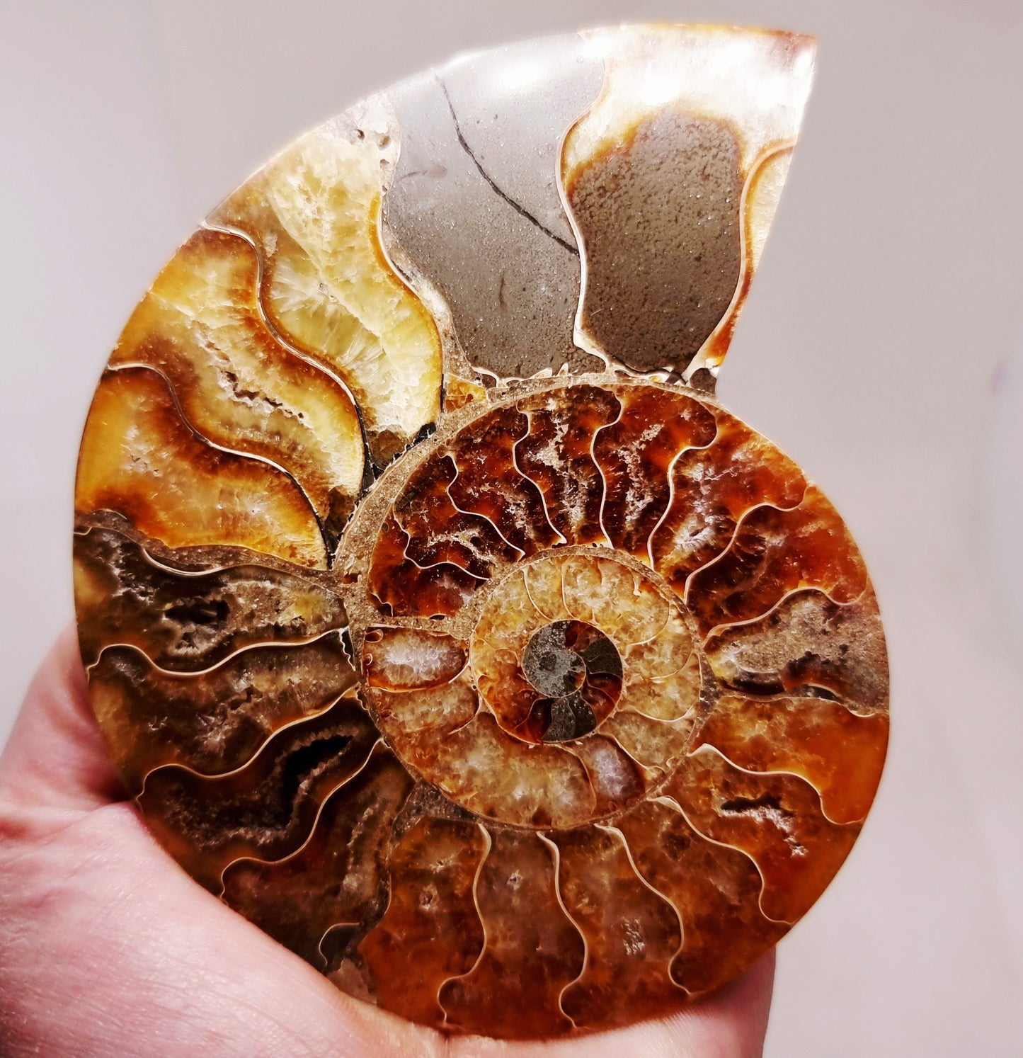 CLEONICERAS AMMONITE HALVE 132 g (A) - ANCIENT WISDOM