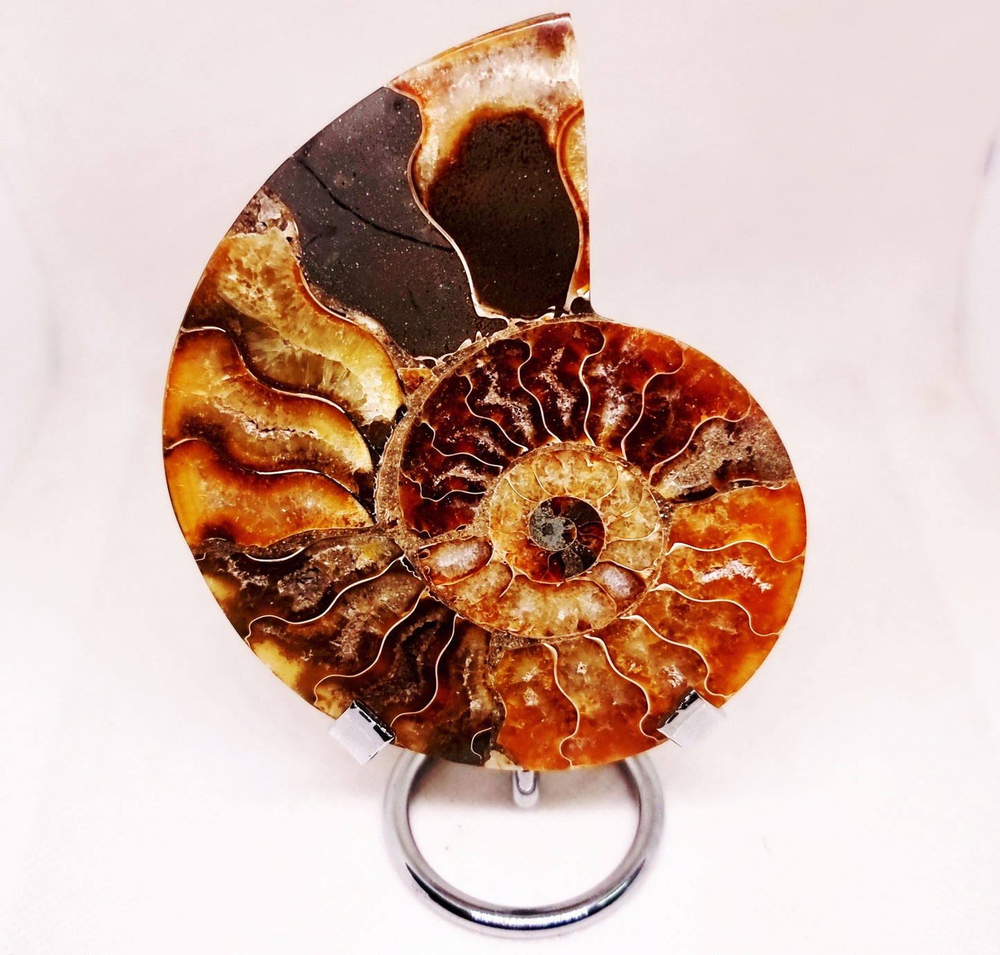 CLEONICERAS AMMONITE HALVE 132 g (A) - ANCIENT WISDOM