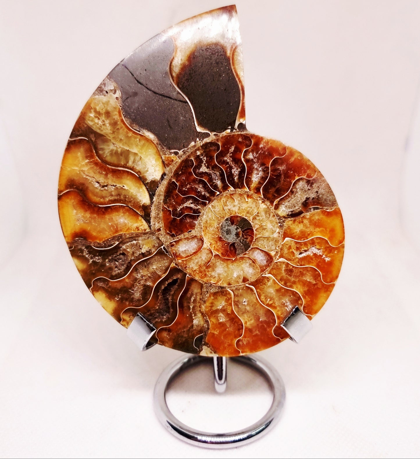 CLEONICERAS AMMONITE HALVE 132 g (A) - ANCIENT WISDOM