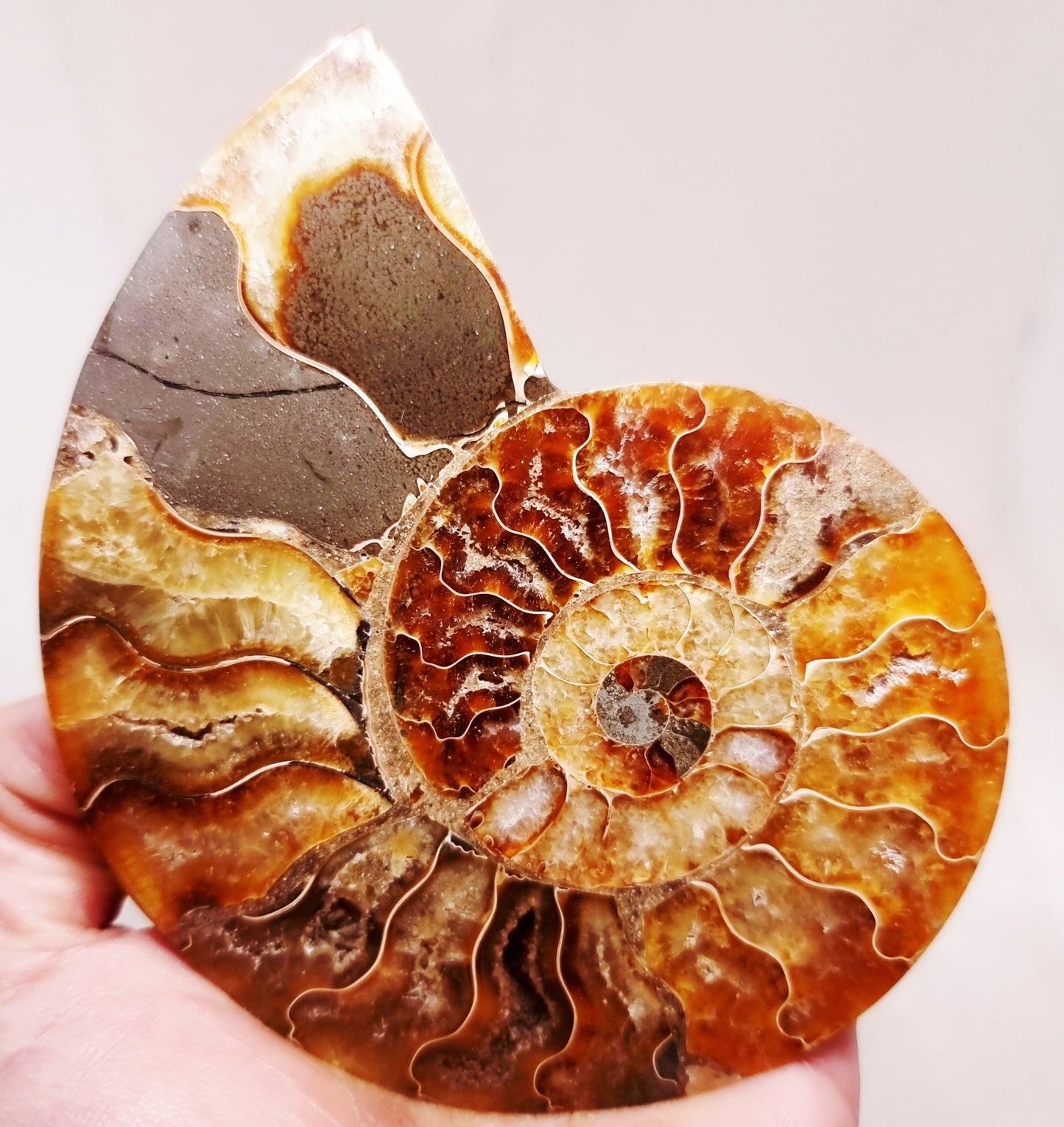 CLEONICERAS AMMONITE HALVE 132 g (A) - ANCIENT WISDOM
