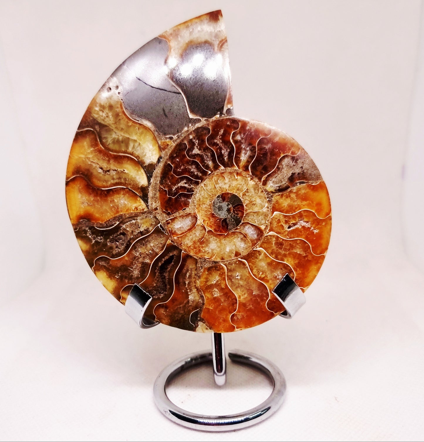 CLEONICERAS AMMONITE HALVE 132 g (A) - ANCIENT WISDOM