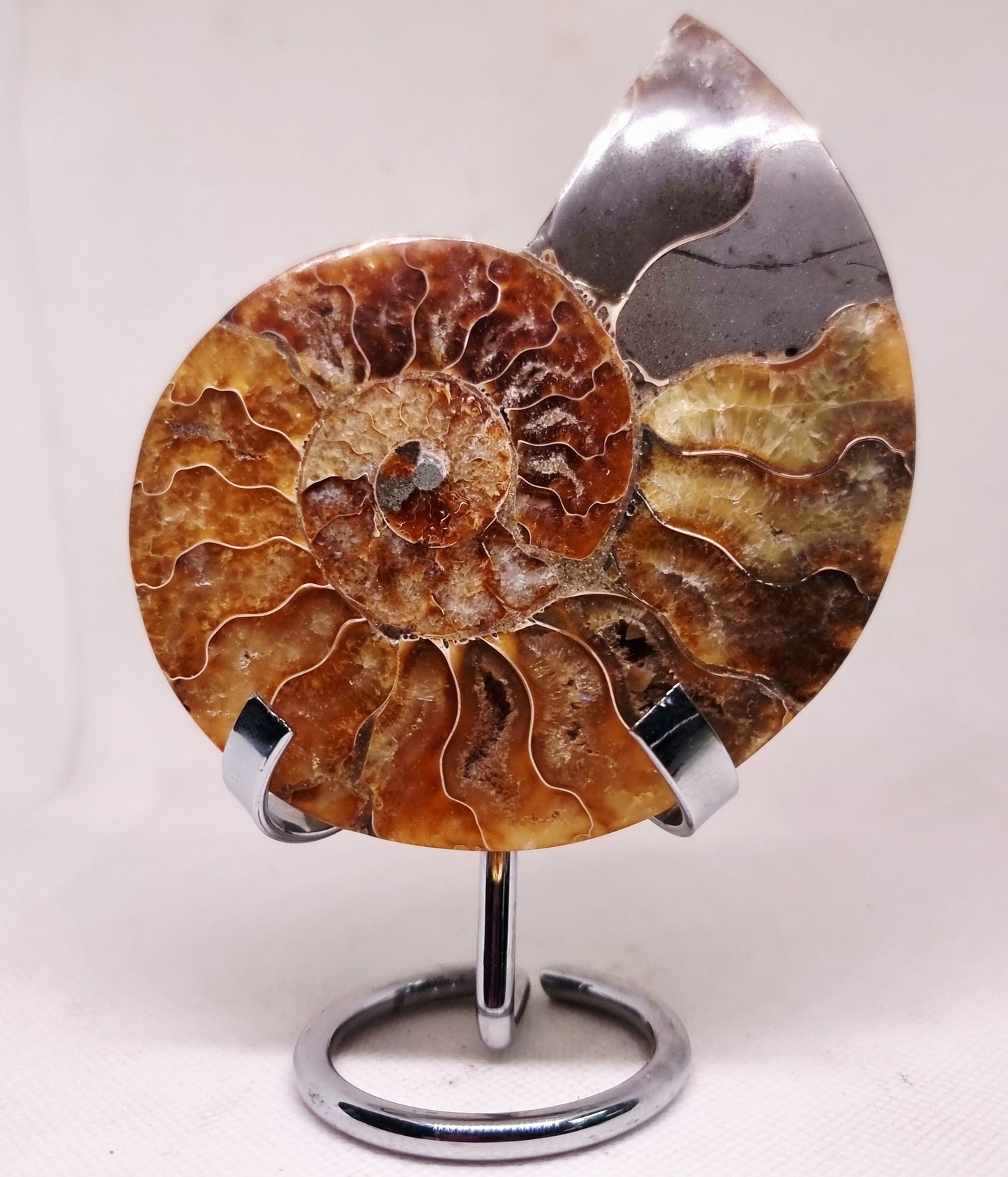 CLEONICERAS AMMONITE HALVE 132 g (B) - ANCIENT WISDOM