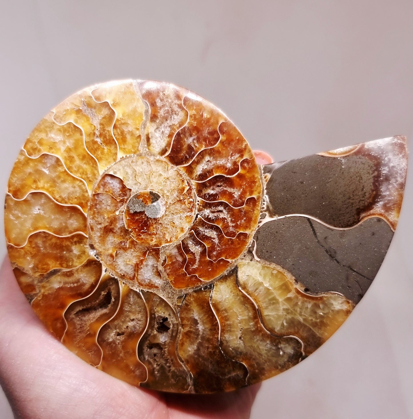 CLEONICERAS AMMONITE HALVE 132 g (B) - ANCIENT WISDOM
