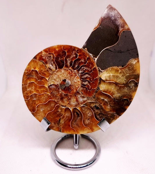 CLEONICERAS AMMONITE HALVE 132 g (B) - ANCIENT WISDOM