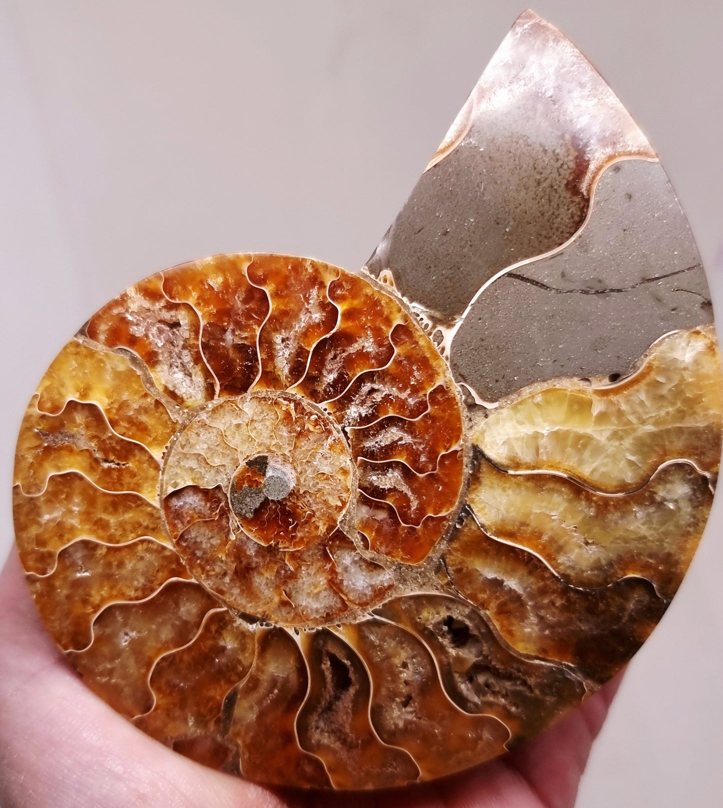 CLEONICERAS AMMONITE HALVE 132 g (B) - ANCIENT WISDOM