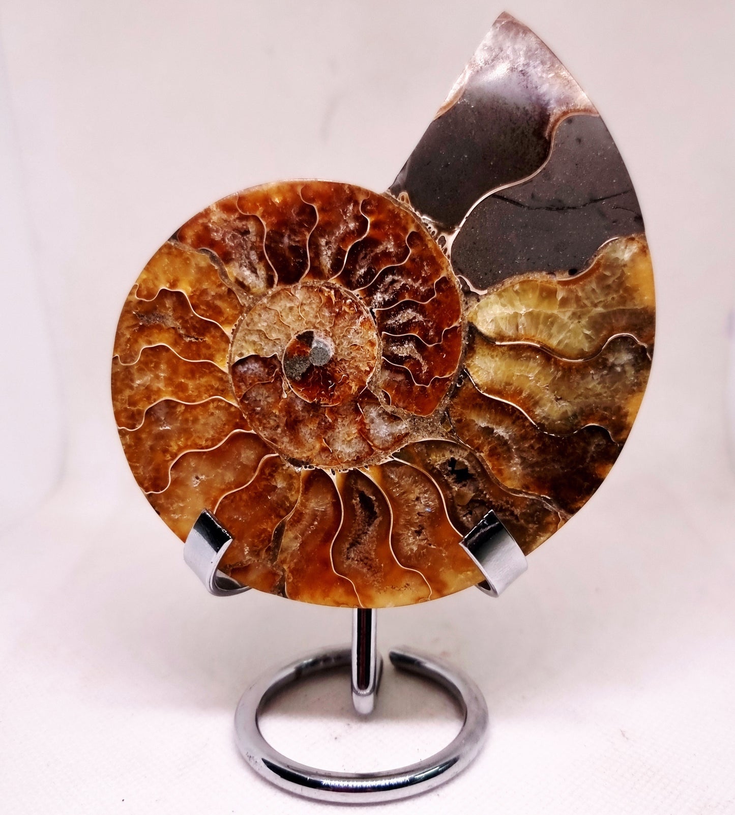 CLEONICERAS AMMONITE HALVE 132 g (B) - ANCIENT WISDOM
