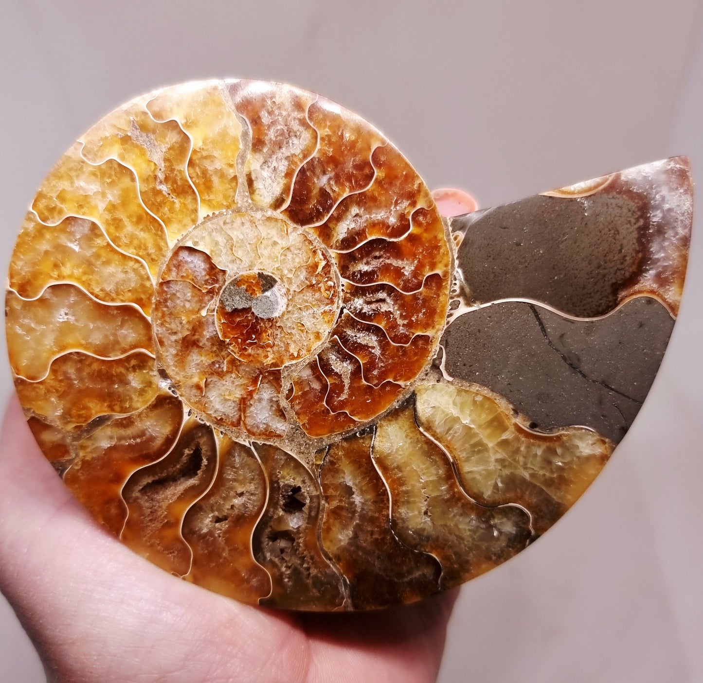 CLEONICERAS AMMONITE HALVE 132 g (B) - ANCIENT WISDOM