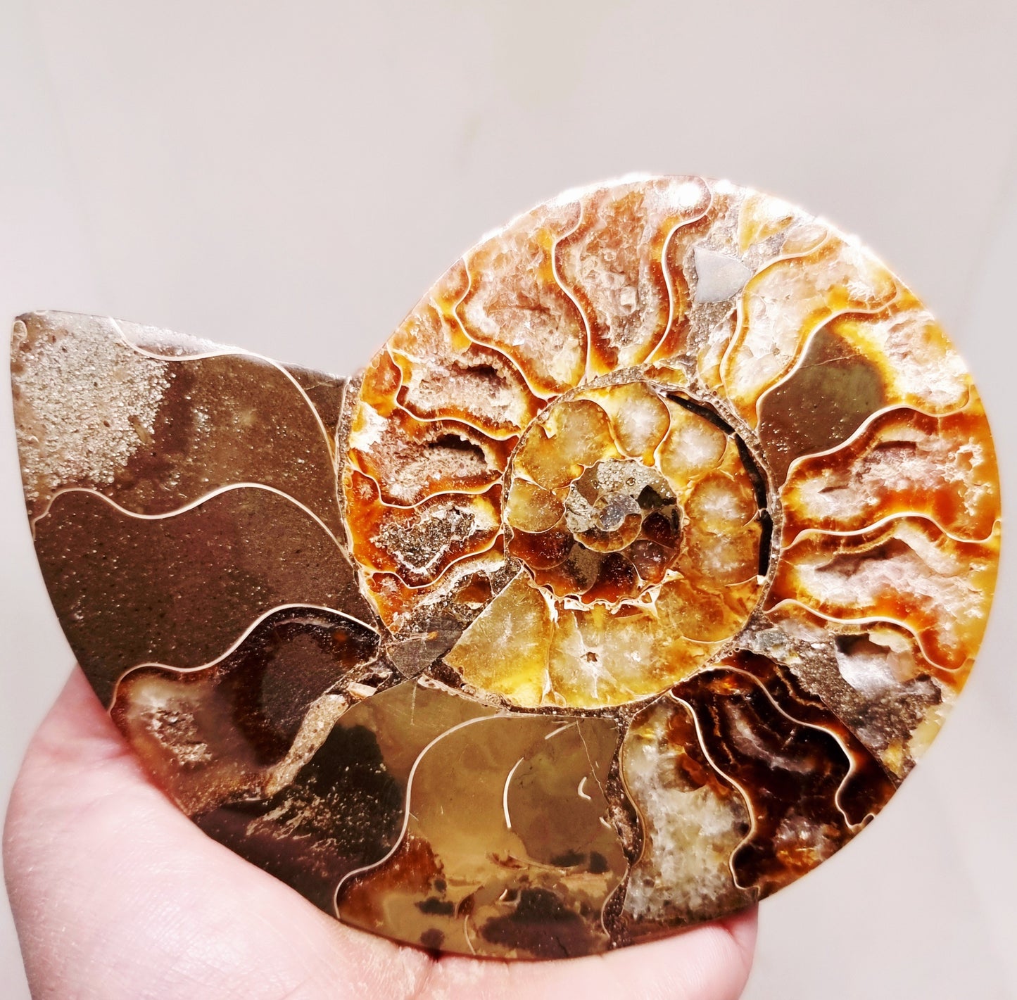 CLEONICERAS AMMONITE HALVE 182 g (A) - ANCIENT WISDOM