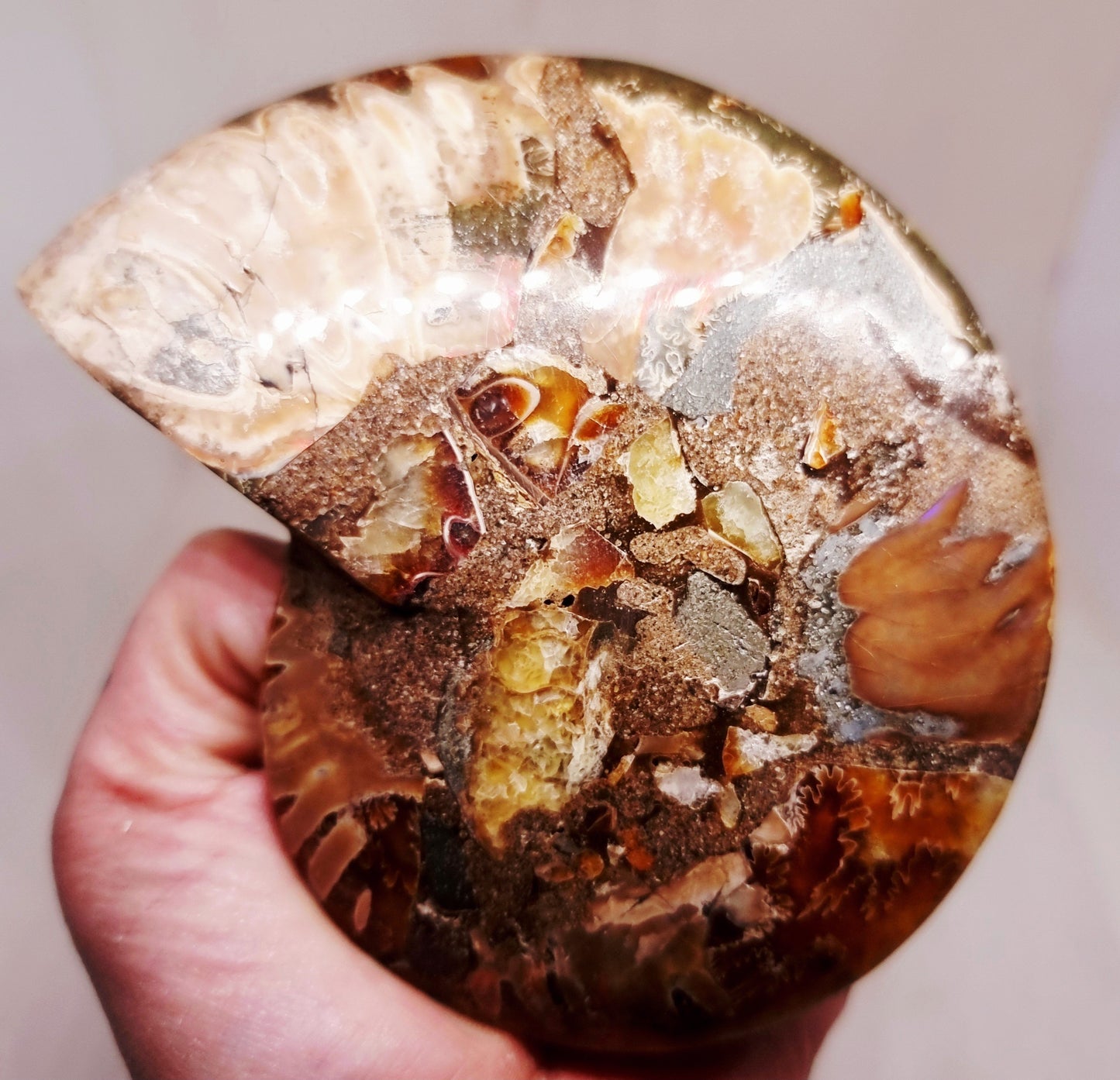 CLEONICERAS AMMONITE HALVE 182 g (A) - ANCIENT WISDOM