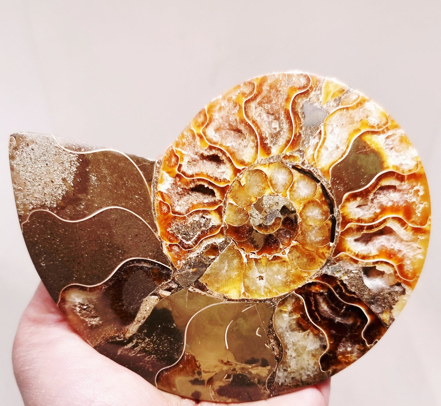 CLEONICERAS AMMONITE HALVE 182 g (A) - ANCIENT WISDOM