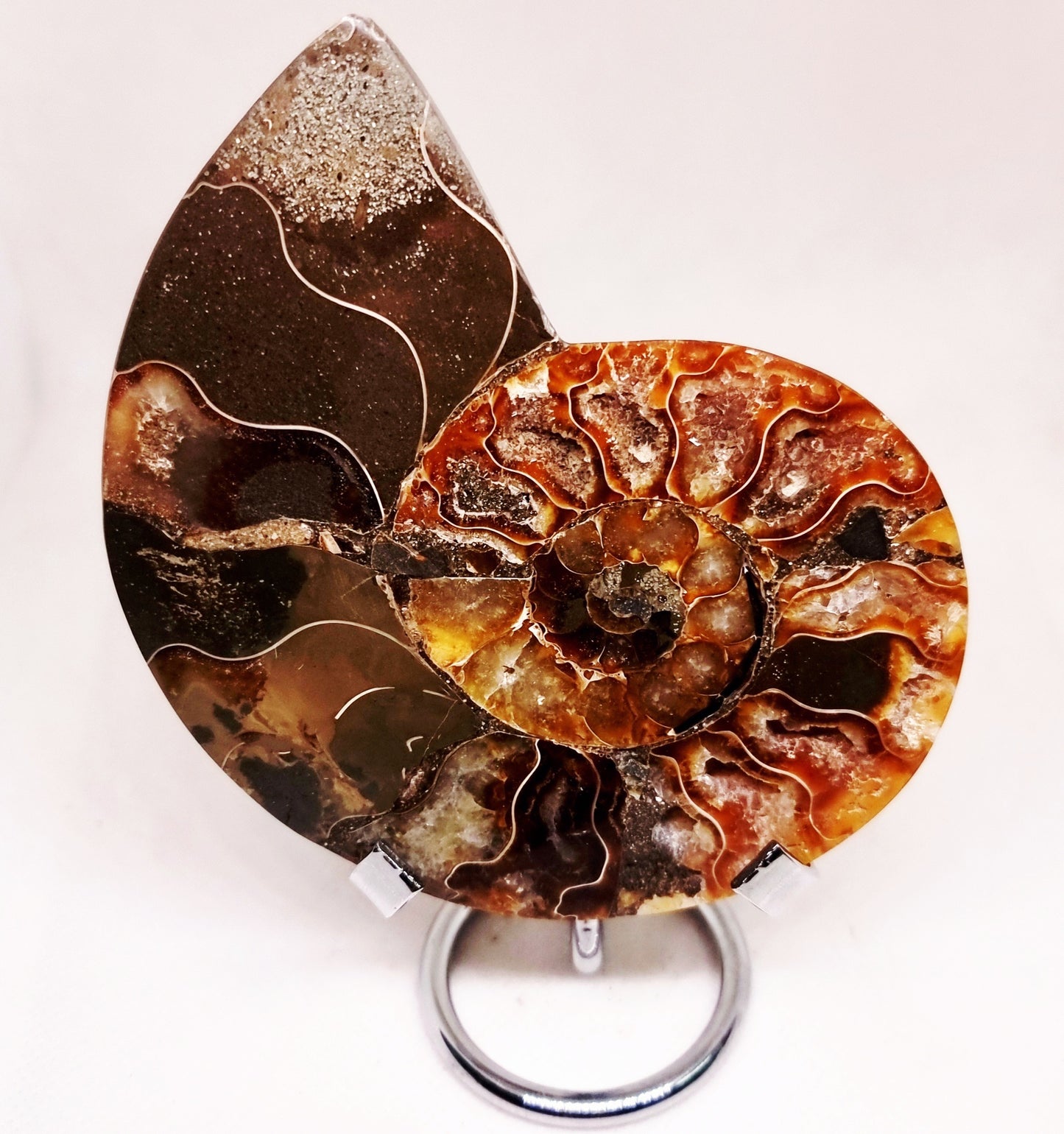 CLEONICERAS AMMONITE HALVE 182 g (A) - ANCIENT WISDOM