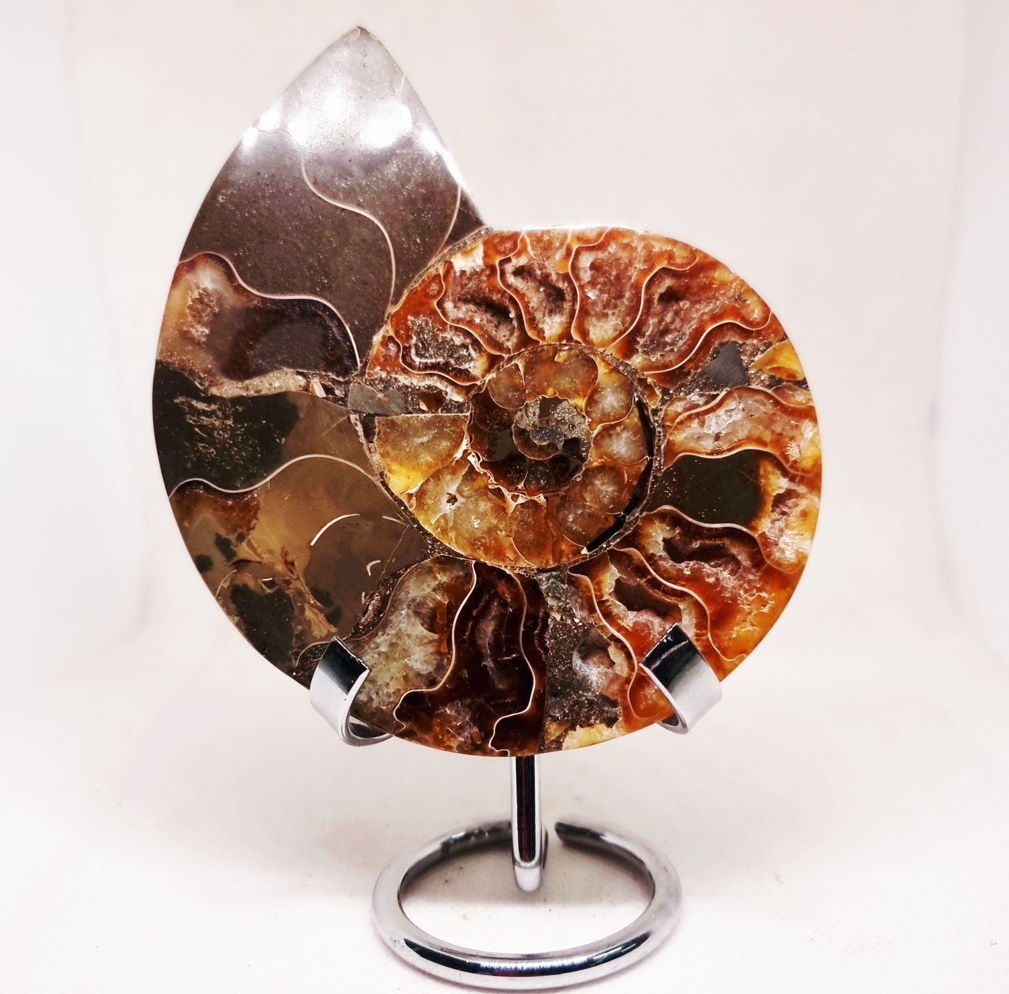 CLEONICERAS AMMONITE HALVE 182 g (A) - ANCIENT WISDOM
