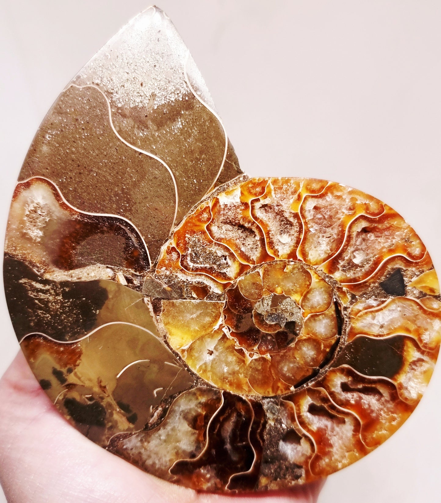 CLEONICERAS AMMONITE HALVE 182 g (A) - ANCIENT WISDOM