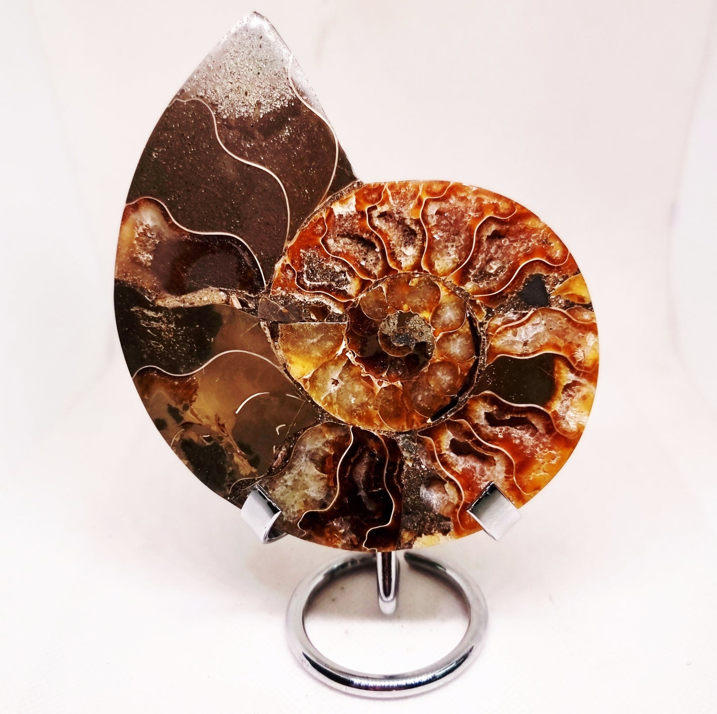CLEONICERAS AMMONITE HALVE 182 g (A) - ANCIENT WISDOM