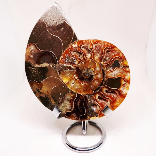 CLEONICERAS AMMONITE HALVE 182 g (A) - ANCIENT WISDOM