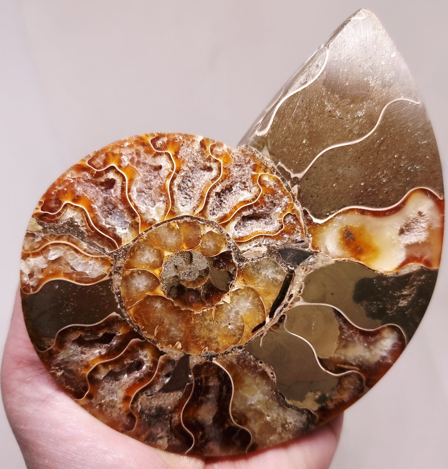 CLEONICERAS AMMONITE HALVE 182 g (B) - ANCIENT WISDOM