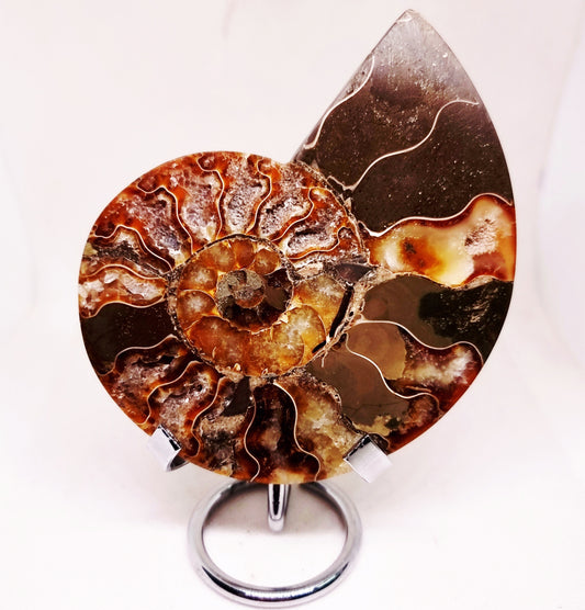 CLEONICERAS AMMONITE HALVE 182 g (B) - ANCIENT WISDOM