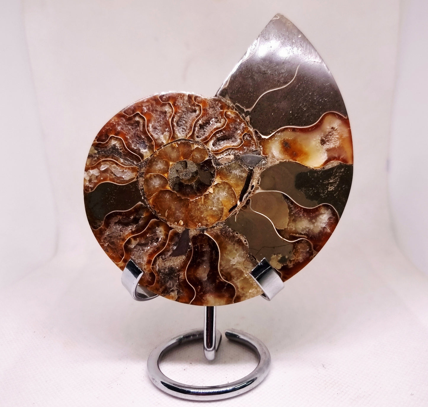 CLEONICERAS AMMONITE HALVE 182 g (B) - ANCIENT WISDOM