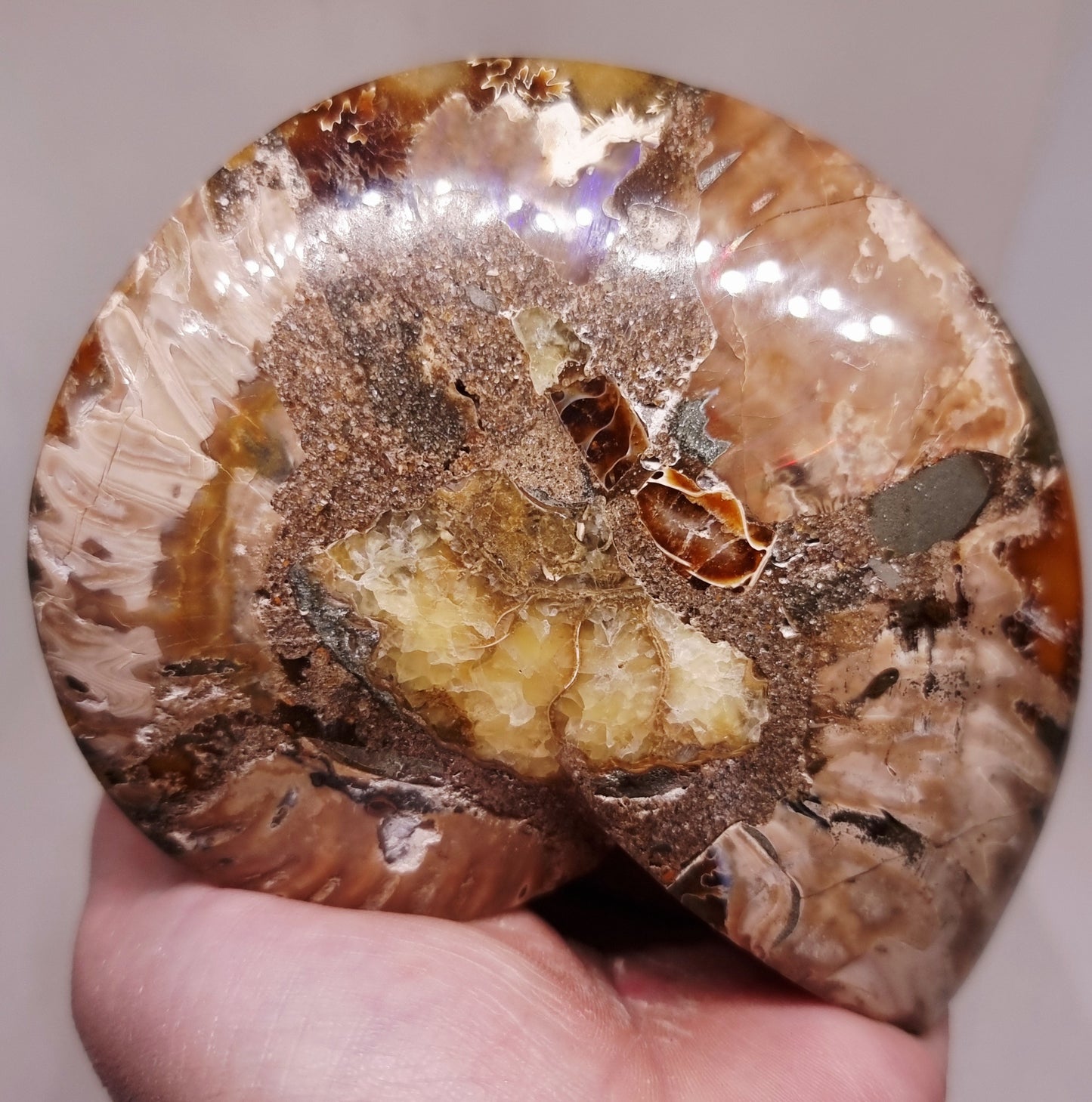 CLEONICERAS AMMONITE HALVE 182 g (B) - ANCIENT WISDOM