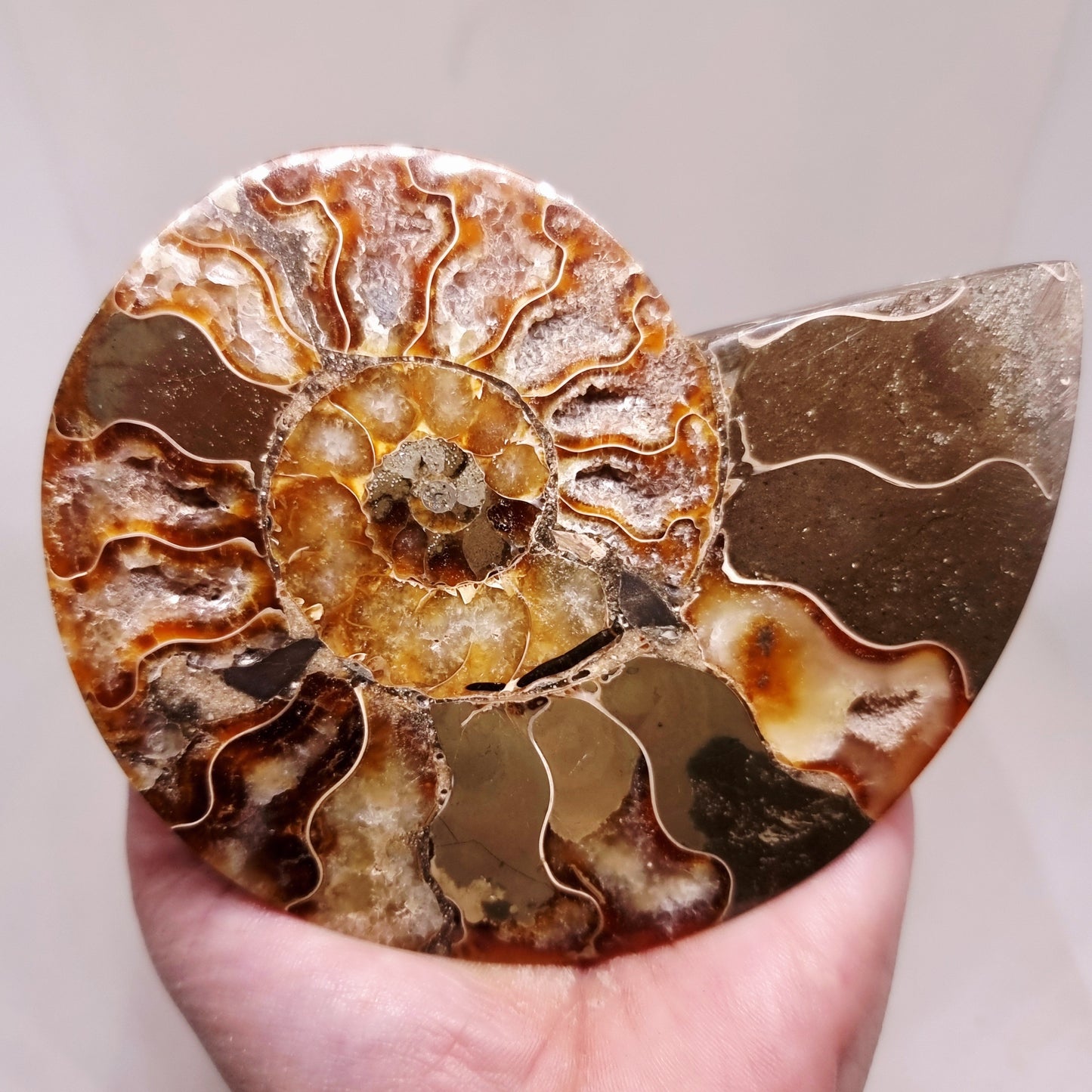 CLEONICERAS AMMONITE HALVE 182 g (B) - ANCIENT WISDOM