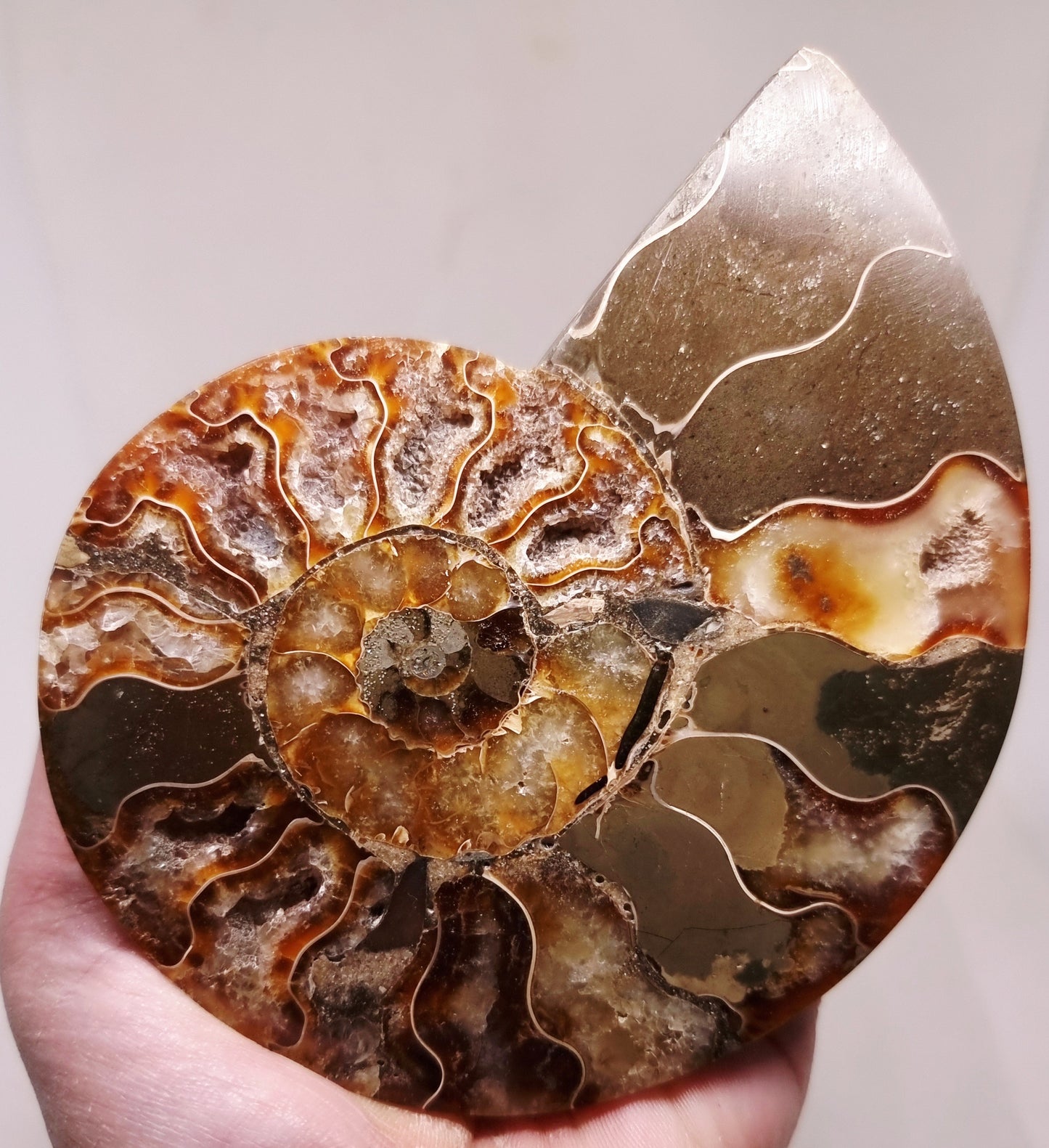 CLEONICERAS AMMONITE HALVE 182 g (B) - ANCIENT WISDOM