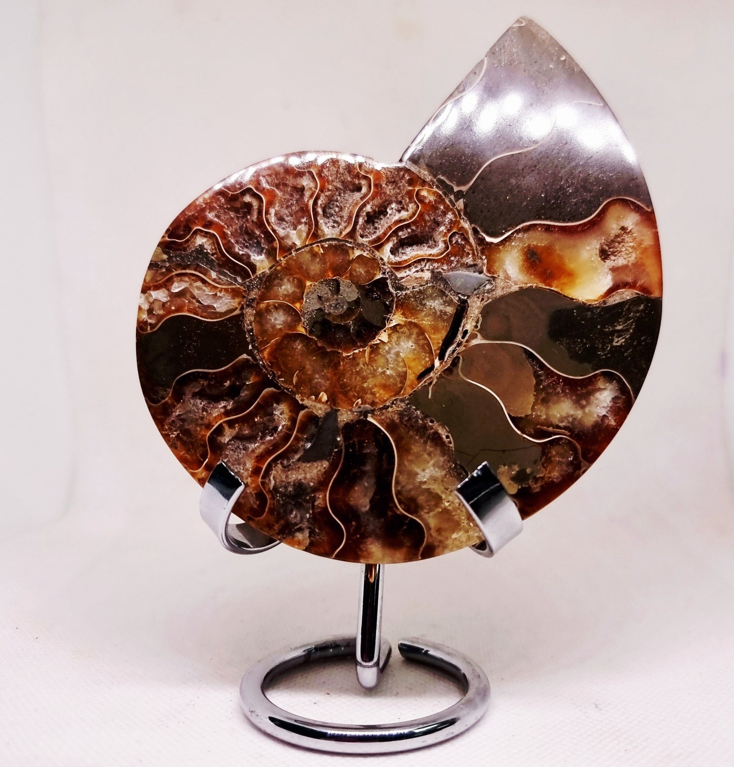 CLEONICERAS AMMONITE HALVE 182 g (B) - ANCIENT WISDOM