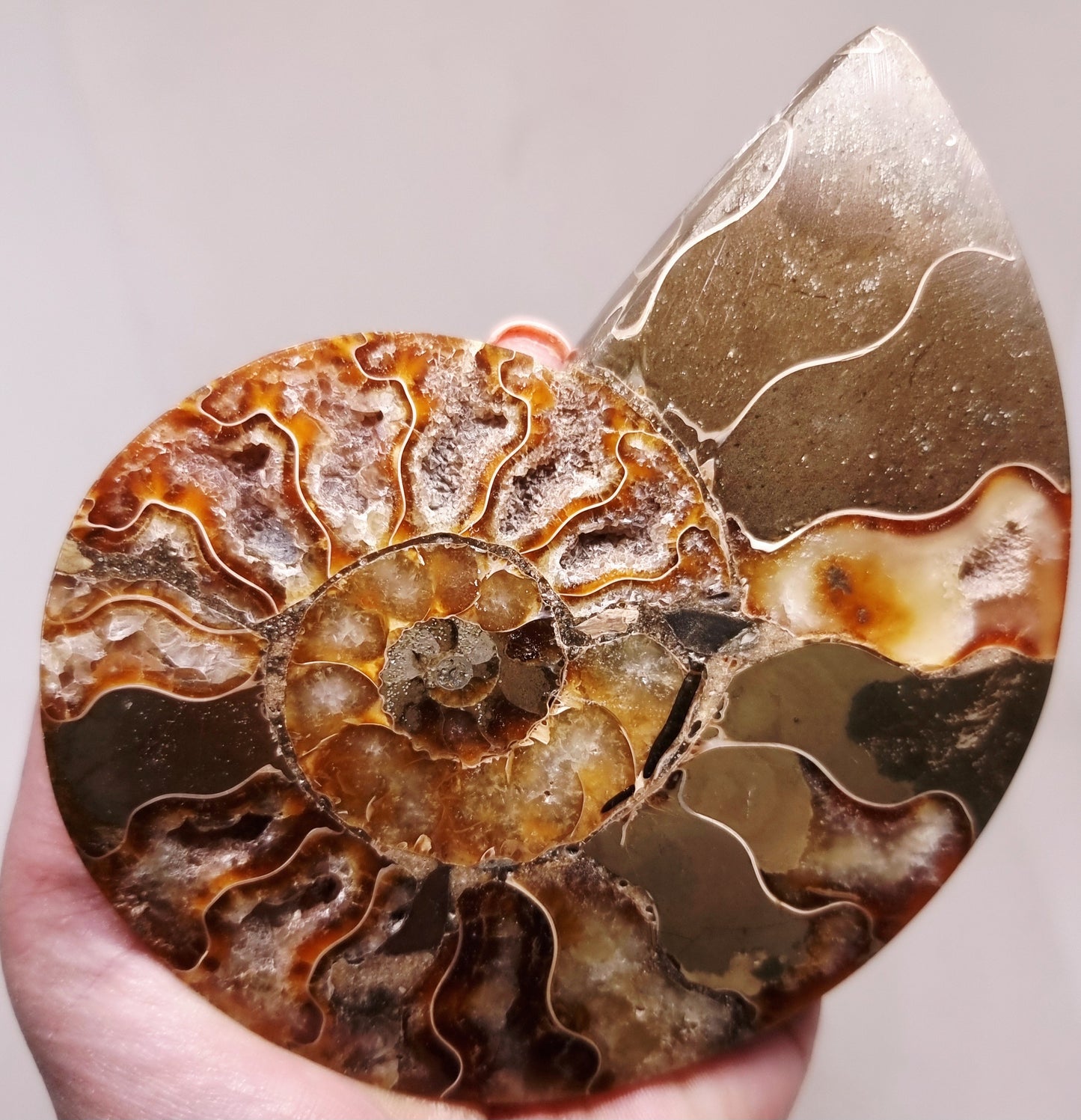 CLEONICERAS AMMONITE HALVE 182 g (B) - ANCIENT WISDOM