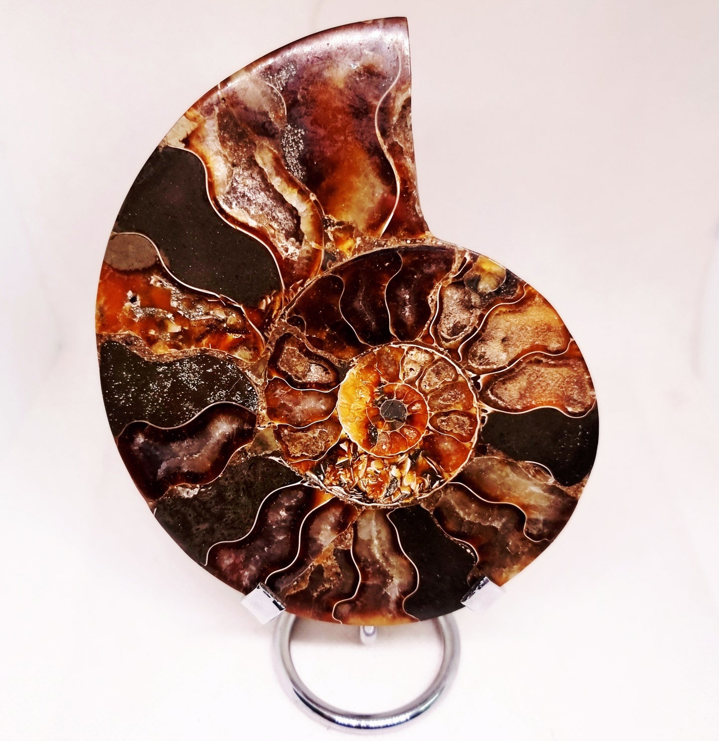 CLEONICERAS AMMONITE HALVE 221 g (A) - ANCIENT WISDOM