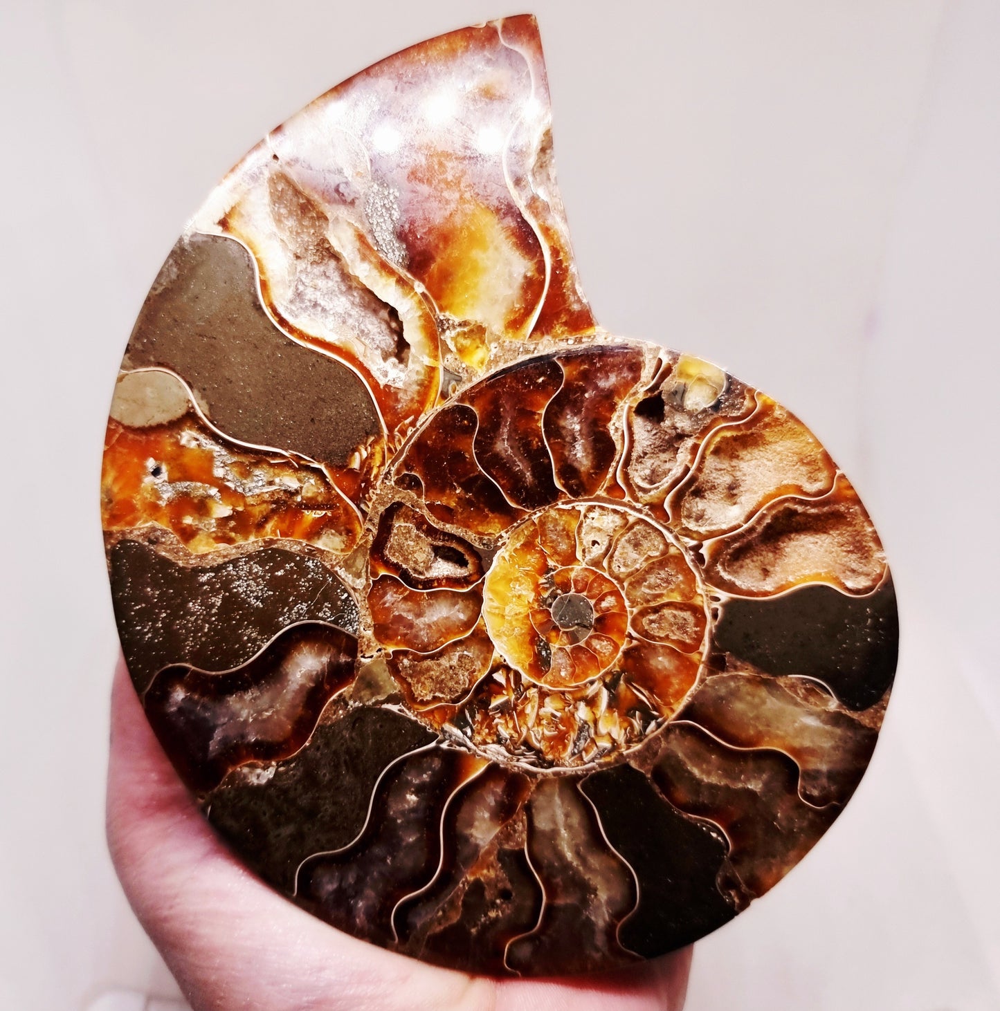 CLEONICERAS AMMONITE HALVE 221 g (A) - ANCIENT WISDOM