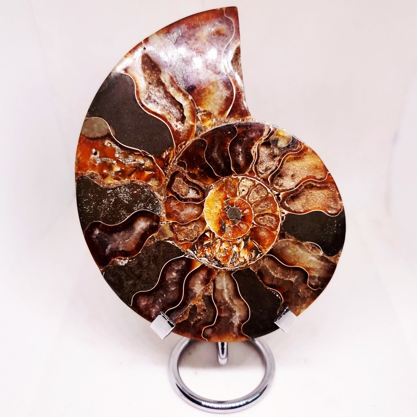 CLEONICERAS AMMONITE HALVE 221 g (A) - ANCIENT WISDOM