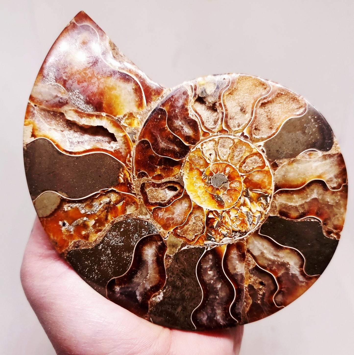 CLEONICERAS AMMONITE HALVE 221 g (A) - ANCIENT WISDOM