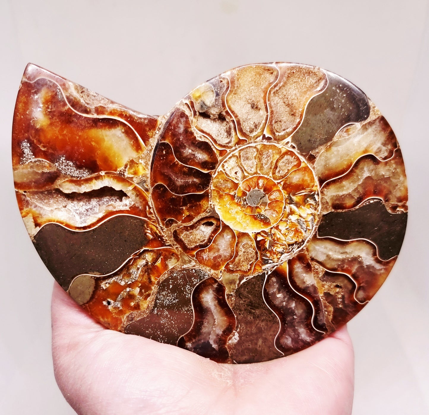 CLEONICERAS AMMONITE HALVE 221 g (A) - ANCIENT WISDOM