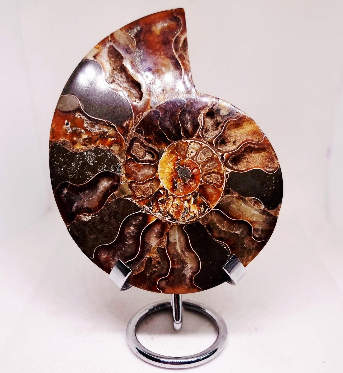 CLEONICERAS AMMONITE HALVE 221 g (A) - ANCIENT WISDOM