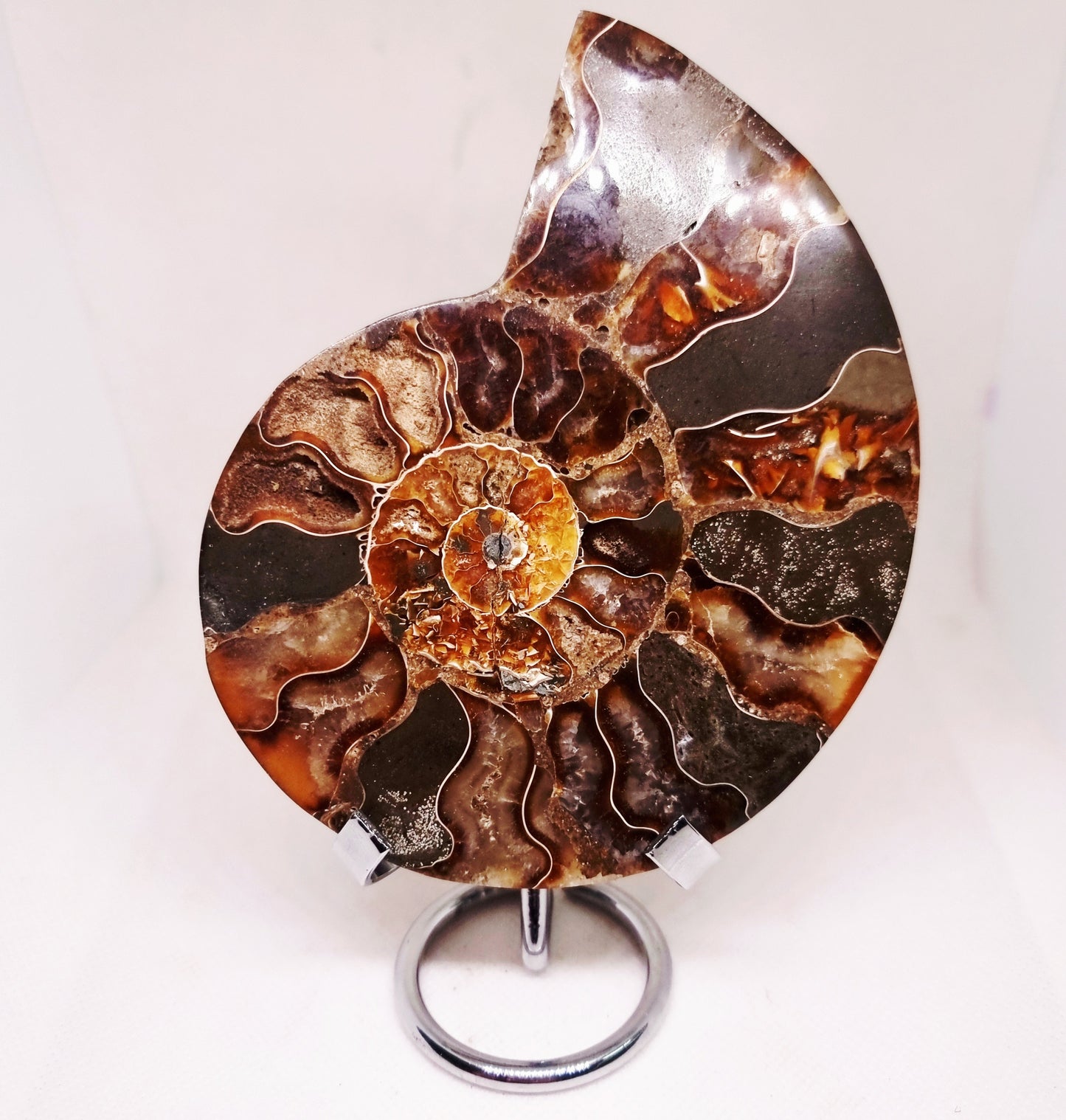 CLEONICERAS AMMONITE HALVE 221 g (B) - ANCIENT WISDOM