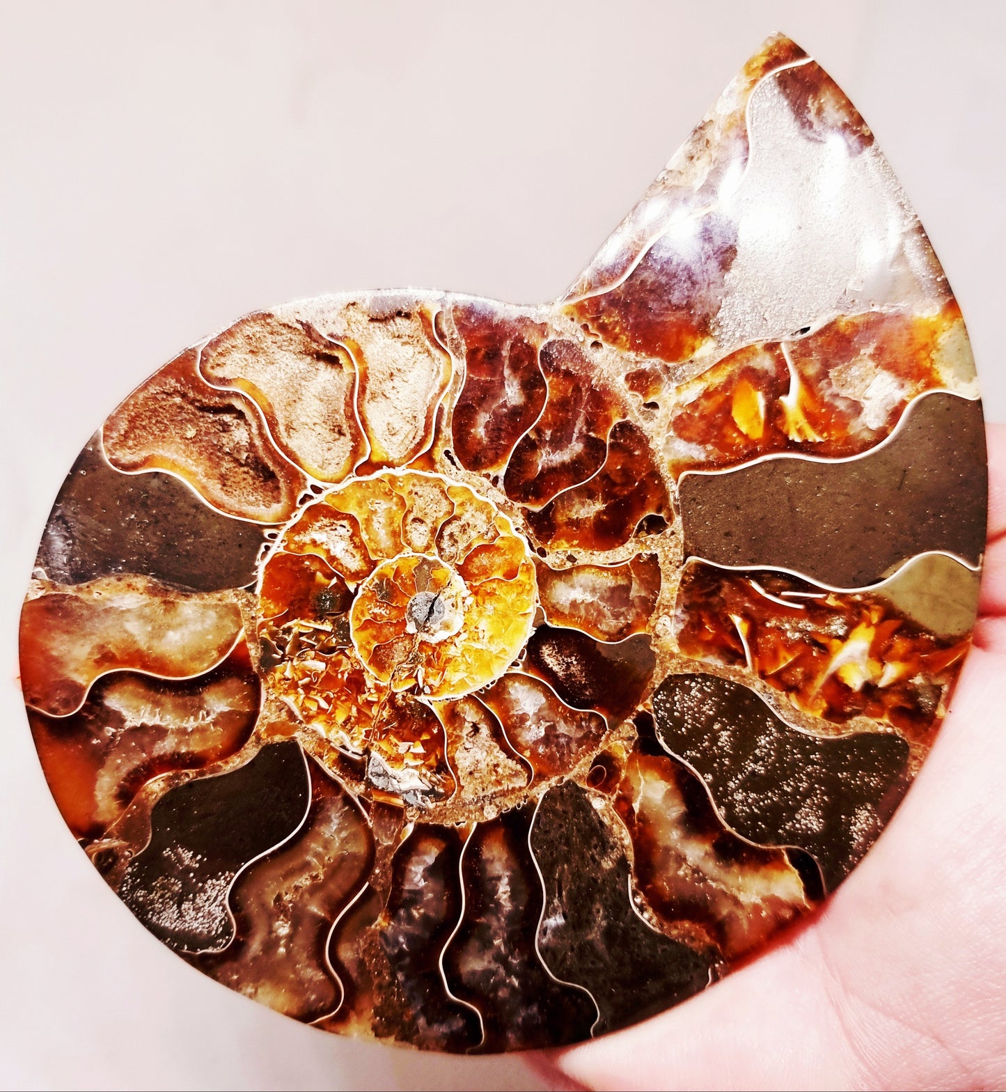 CLEONICERAS AMMONITE HALVE 221 g (B) - ANCIENT WISDOM