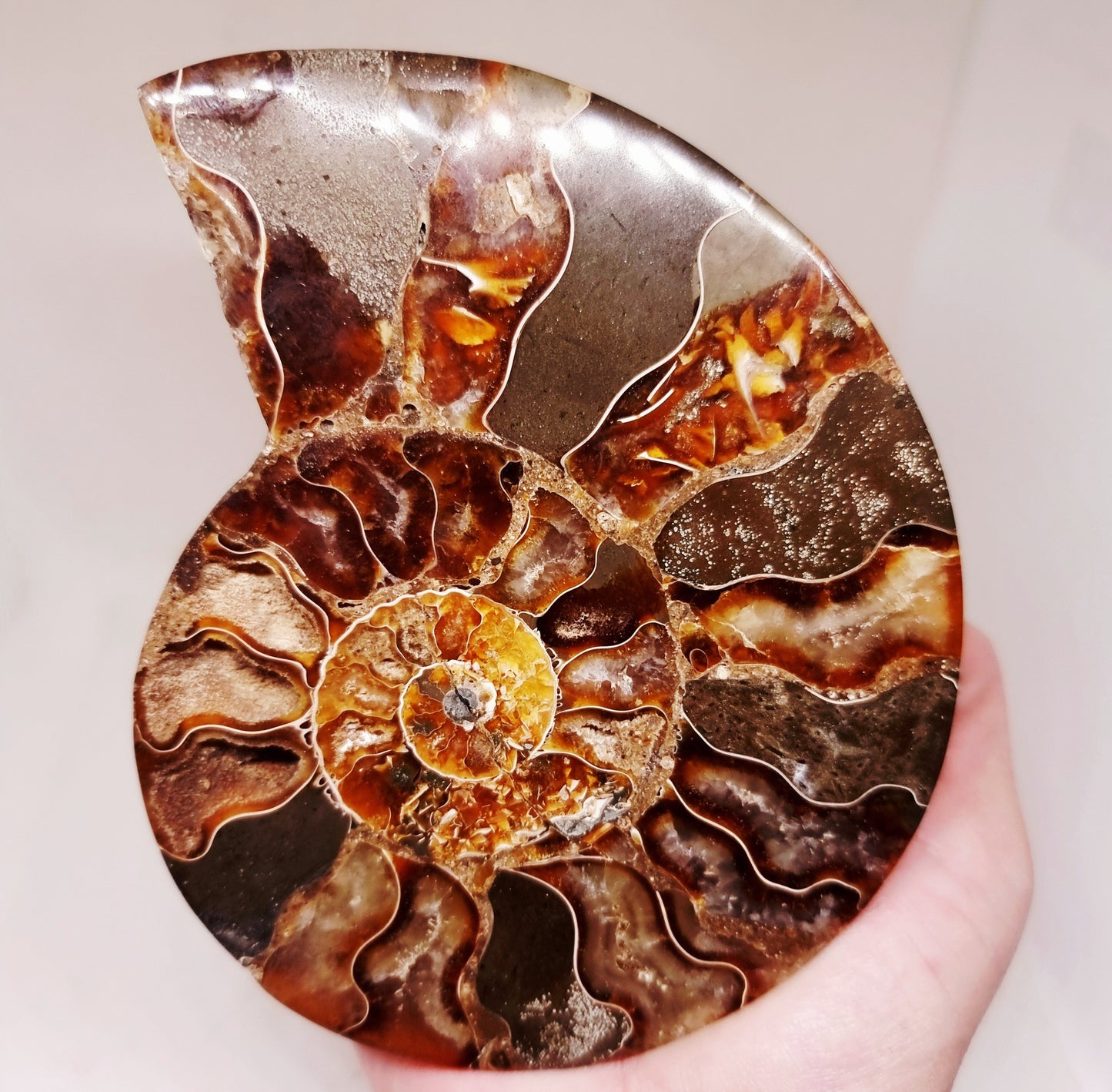 CLEONICERAS AMMONITE HALVE 221 g (B) - ANCIENT WISDOM