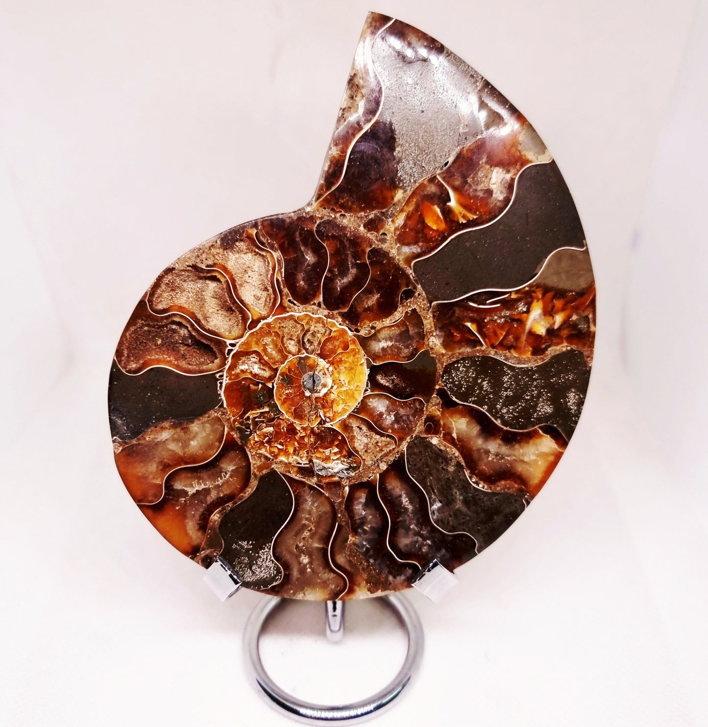 CLEONICERAS AMMONITE HALVE 221 g (B) - ANCIENT WISDOM